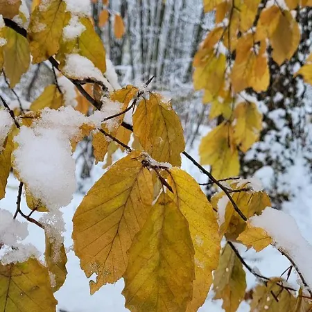 Bed and Breakfast Goscinny Dom Ustroń
