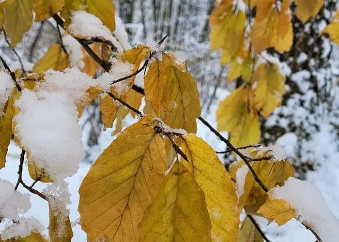 ベッド・アンド・ブレックファスト Goscinny Dom ウストロン